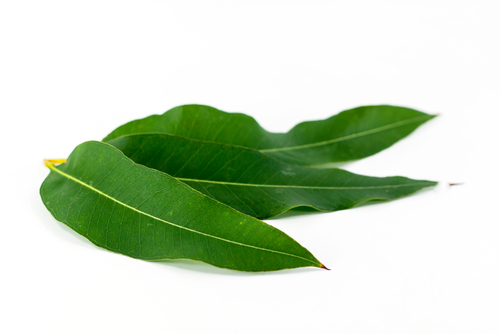 eucalyptus oil