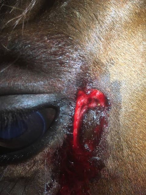 Horse face wound
