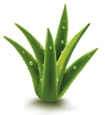 aloe vera gel