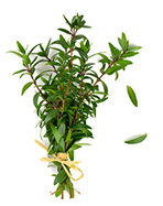 bog myrtle oil