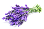 lavender oil