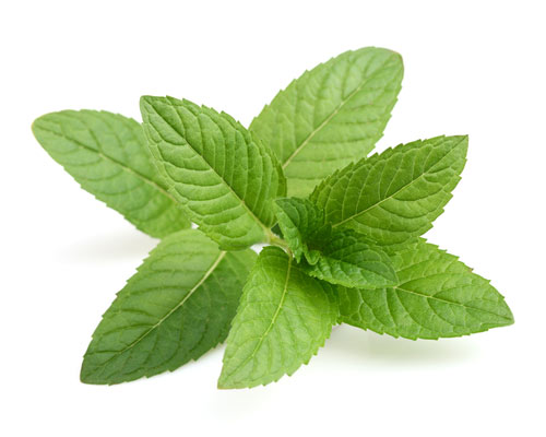 Peppermint Oil