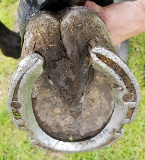 Hoof Infections and Their Management - Red Horse